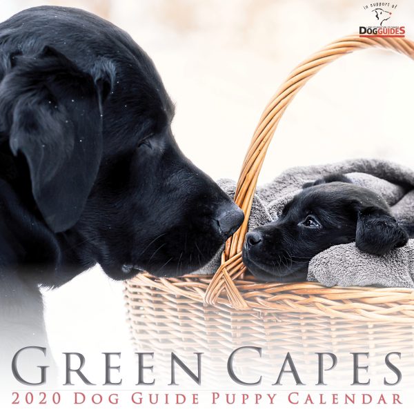 Green Capes Calendar Cover 2020 Black male breeding dog looking into basket with small black puppy