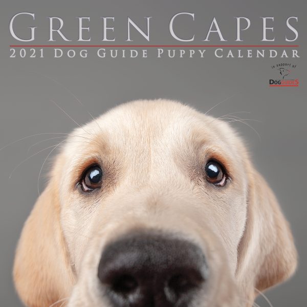 2021 Calendar Cover A Yellow Lab with a Wistful expression