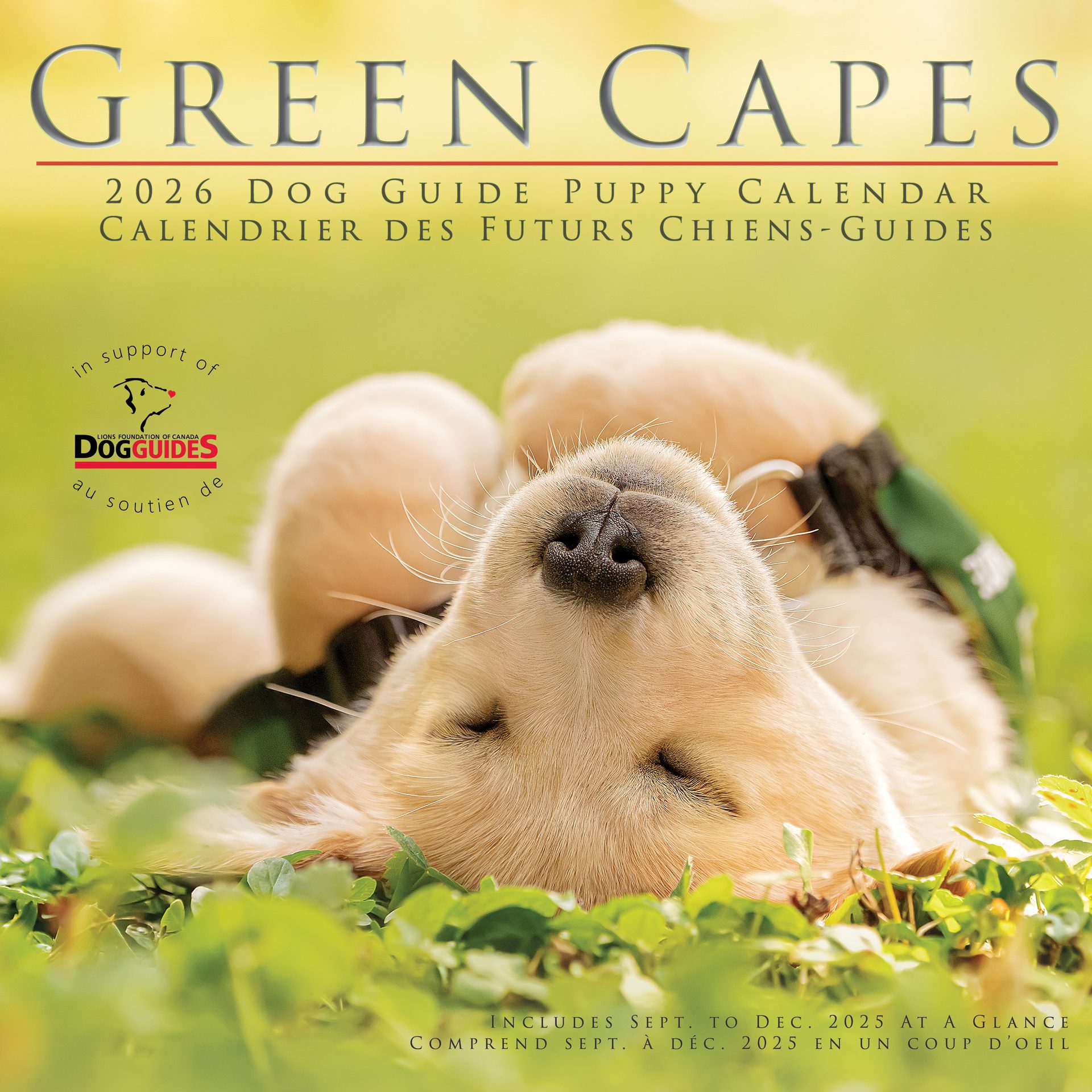 2026 Dog Guide Puppy Calendar cover for the that shows a very cute and fluffy golden retriever puppy sleeping on its back in the grass, with its paws in the air. The puppy is wearing a green service dog vest. Calendar cover for the 2026 Dog Guide Puppy Calendar that shows a very cute and fluffy golden retriever puppy sleeping on its back in the grass, with its paws in the air. The puppy is wearing a green service dog vest. Calendar cover for the 2026 Dog Guide Puppy Calendar that shows a very cute and fluffy golden retriever puppy sleeping on its back in the grass, with its paws in the air. The puppy is wearing a green service dog vest.